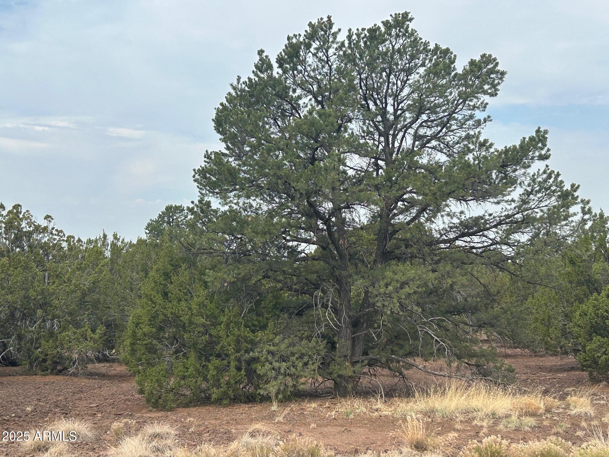 lot 2 Stanford Drive 2, Vernon, AZ 85940
