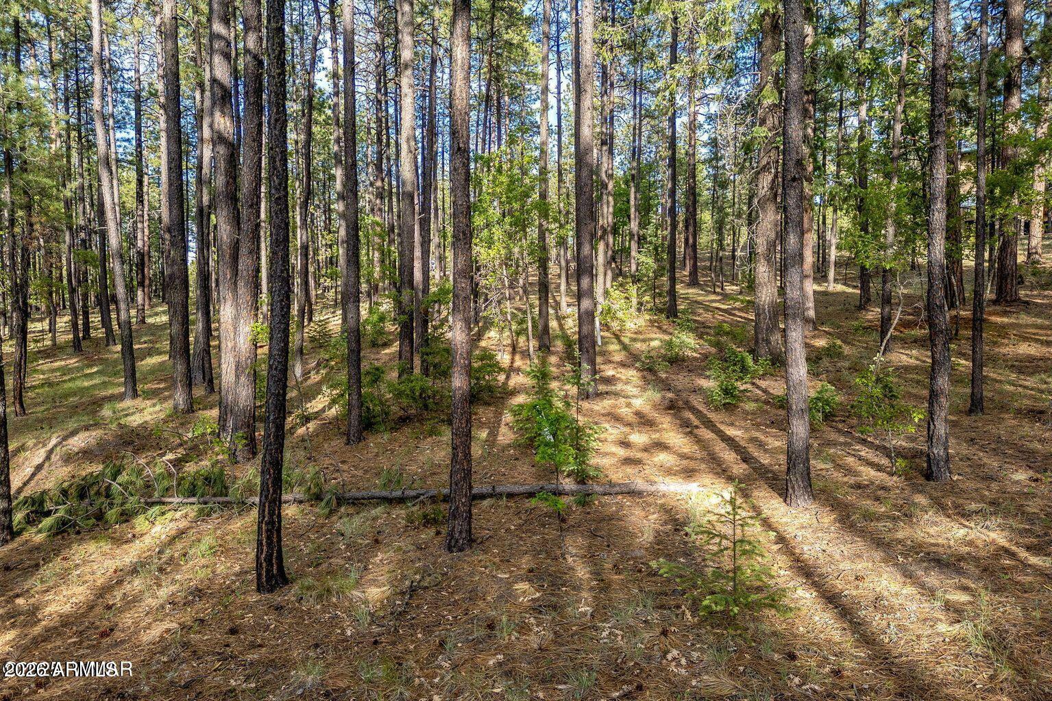 15 COUNTY ROAD 2083 10, Alpine, AZ 85920