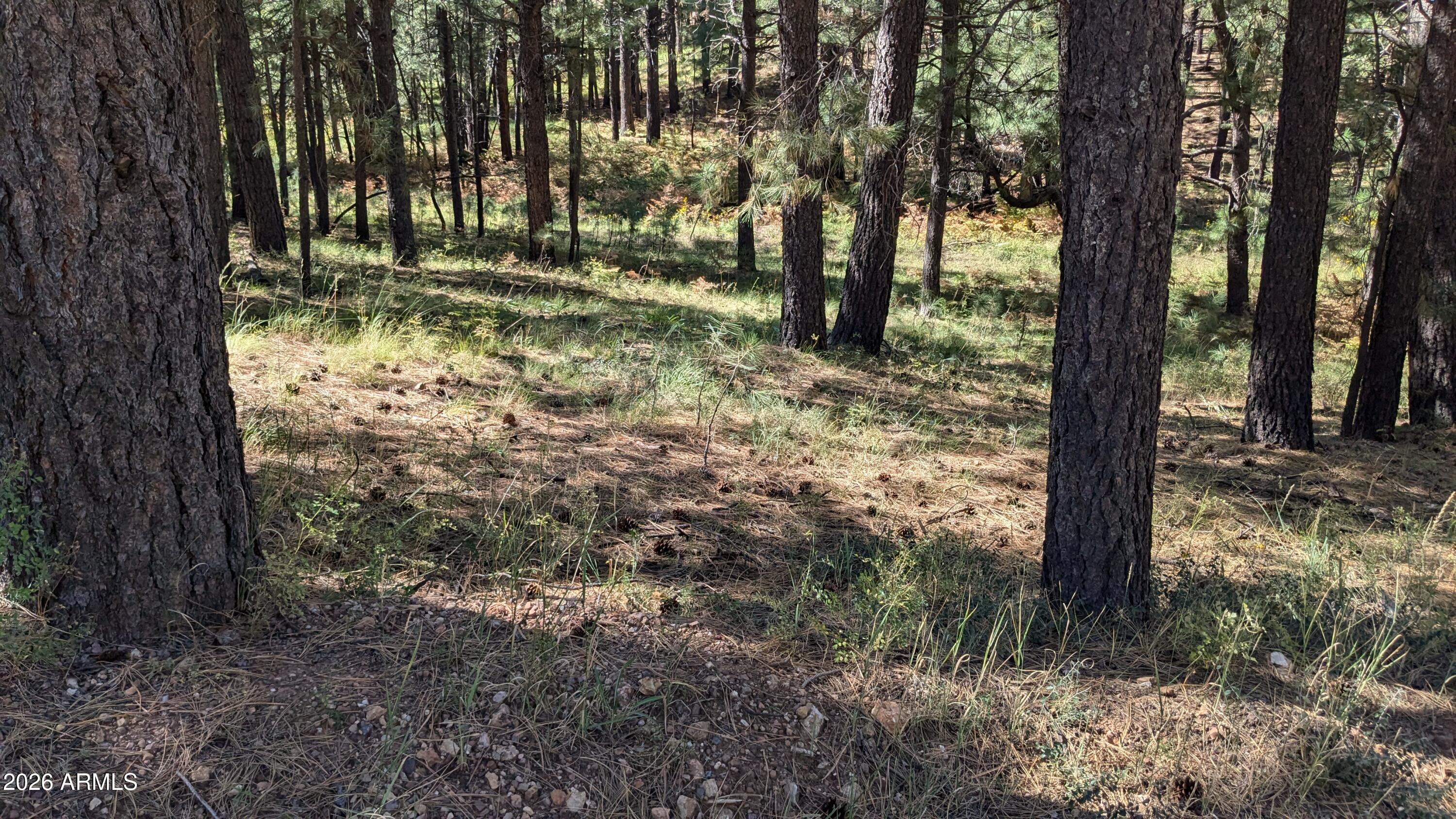 1878 SHEEP SPRINGS Road 427, Forest Lakes, AZ 85931