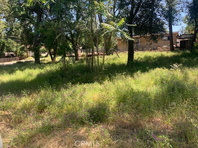 14245 Woodland