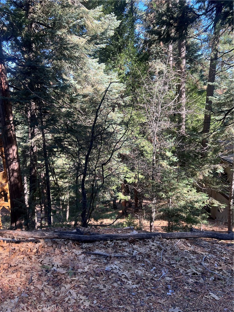 0 Forest