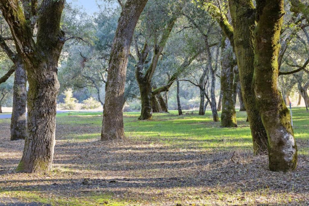 11 Arroyo Sequoia