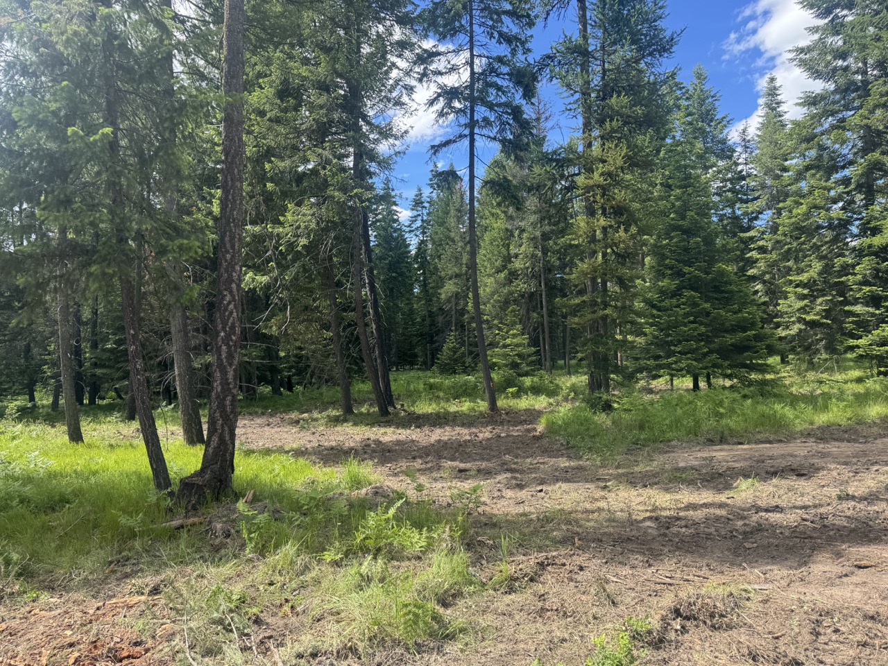 NHN Big Fir Drive