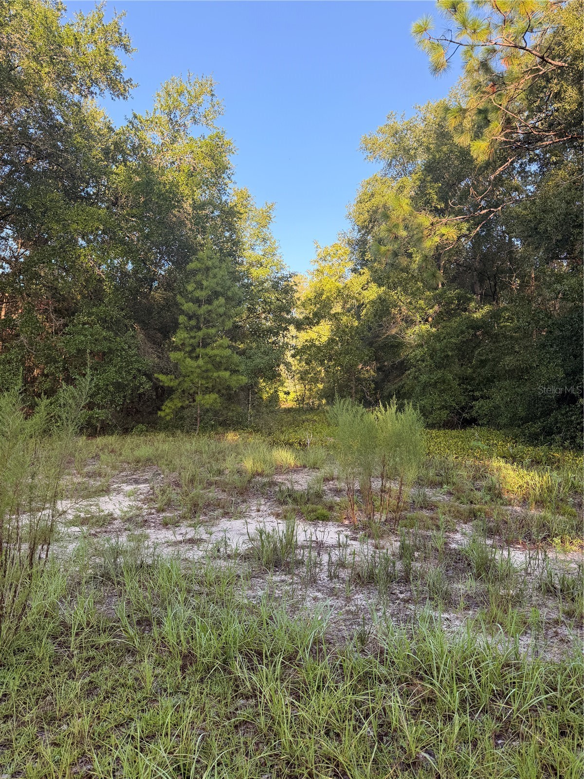 115 ORANGE TREE COURT