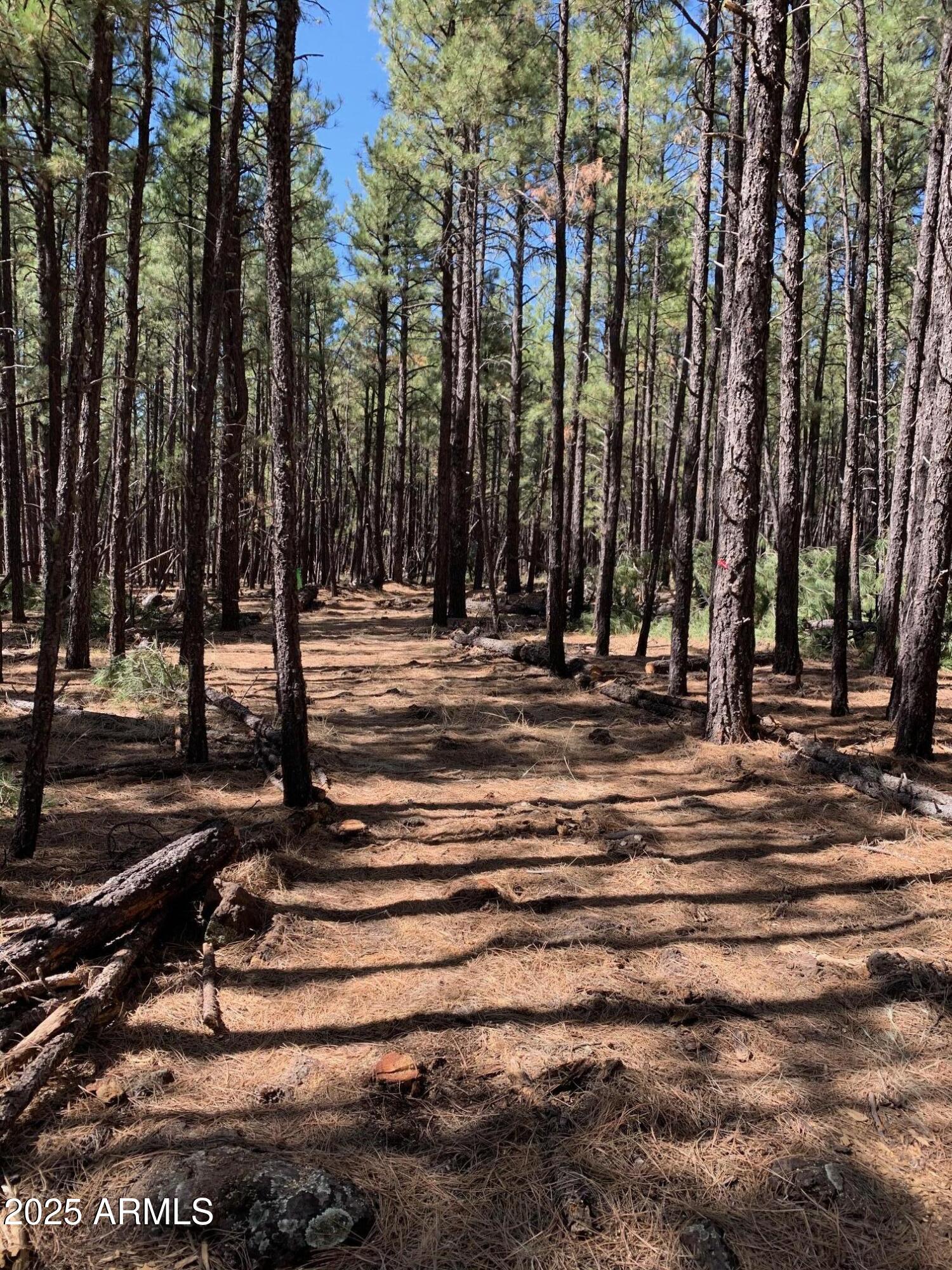 TBD Dynamite Road -, Lakeside, AZ 85929