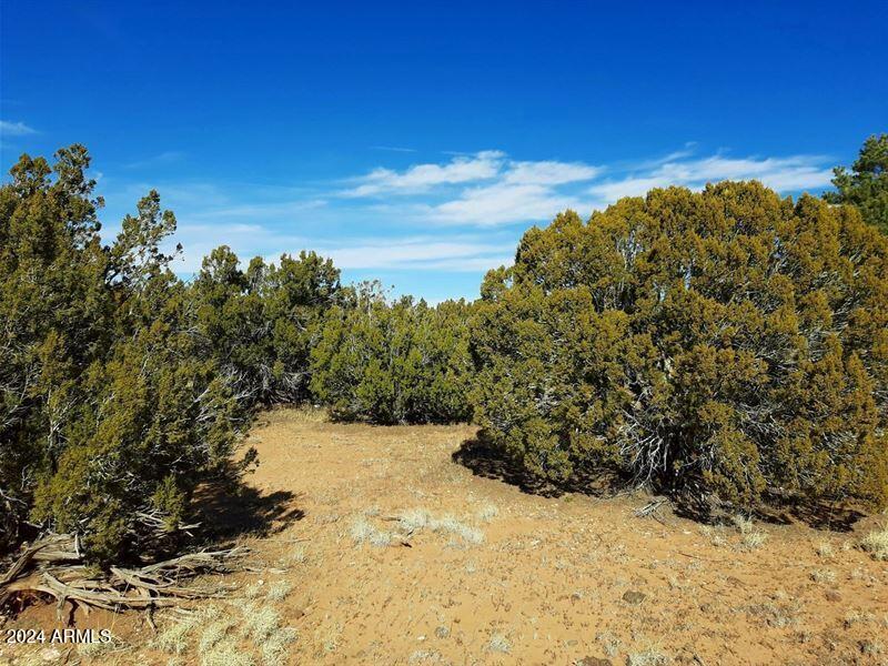 4 parcels N Shady Oak 404-69-005 /10+acres F, Show Low, AZ 85901