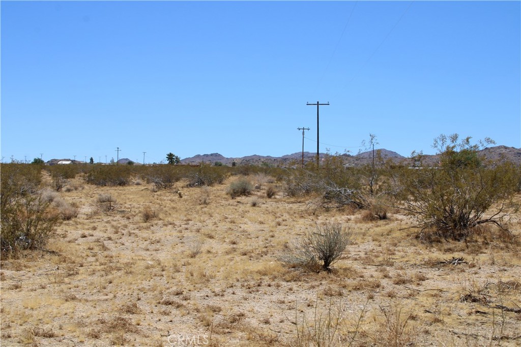 5 AC Joshua Tree