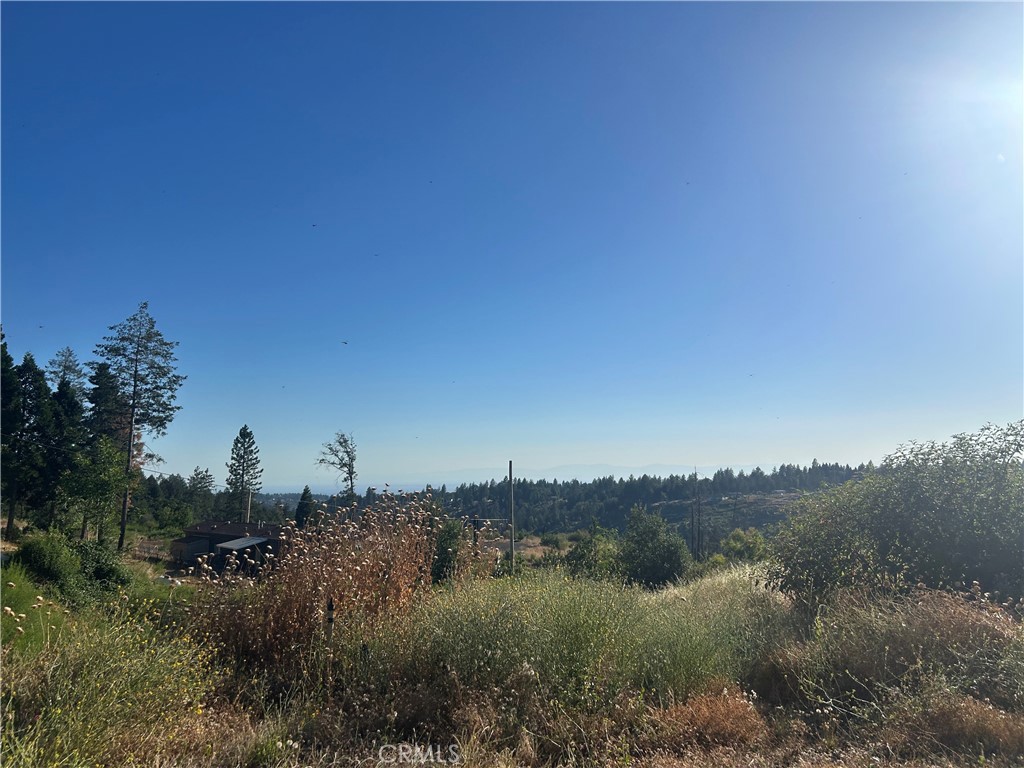 13753 Sugar Pine