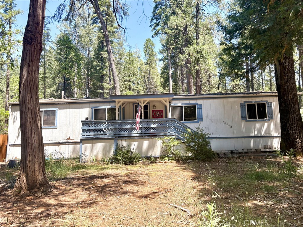 15048 Jack Pine