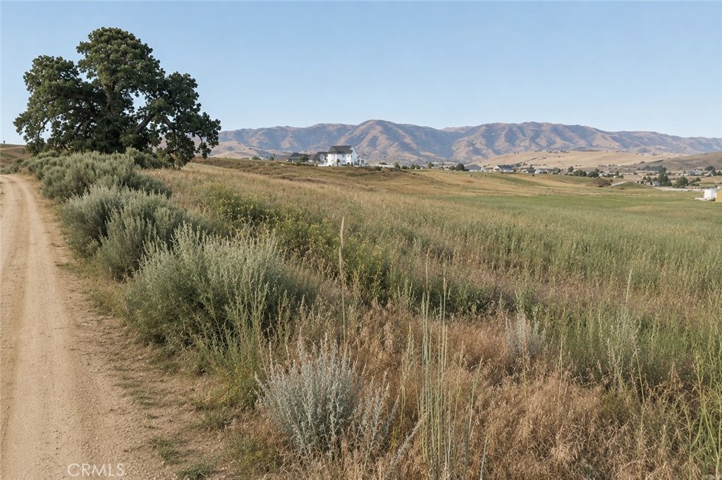 219 Lot Lupine