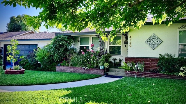 3720 Camellia