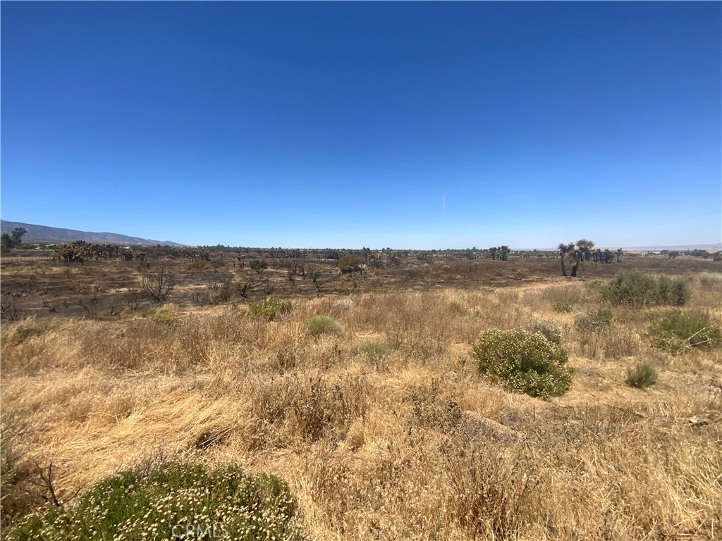 0 Joshua Tree