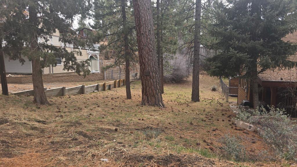 0 Conifer Conifer
