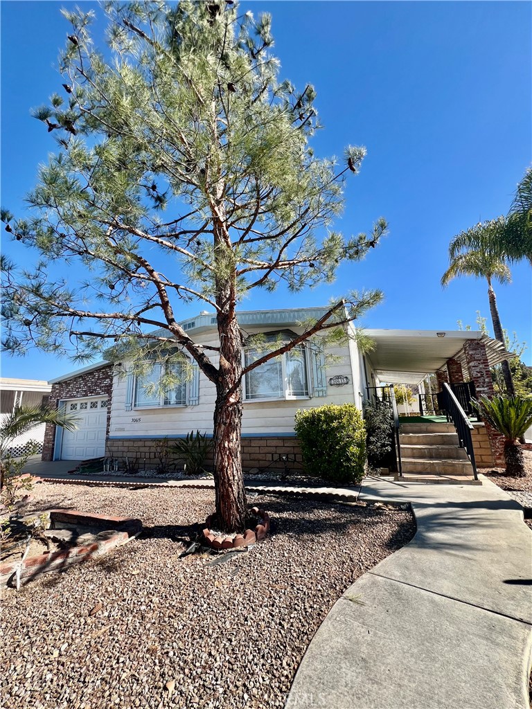 30615 Arenga Palm