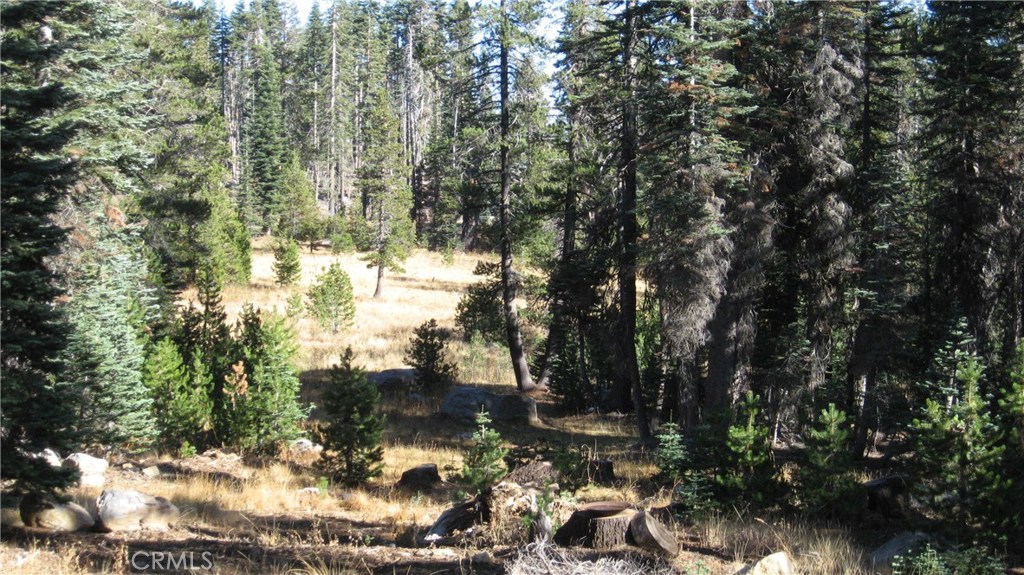 0 sugar pine