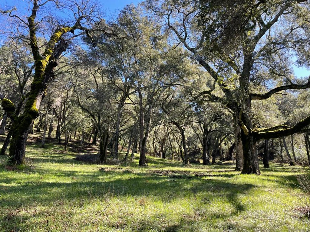 10 Garzas Trail