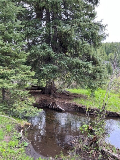 NHN Griffin Creek Road