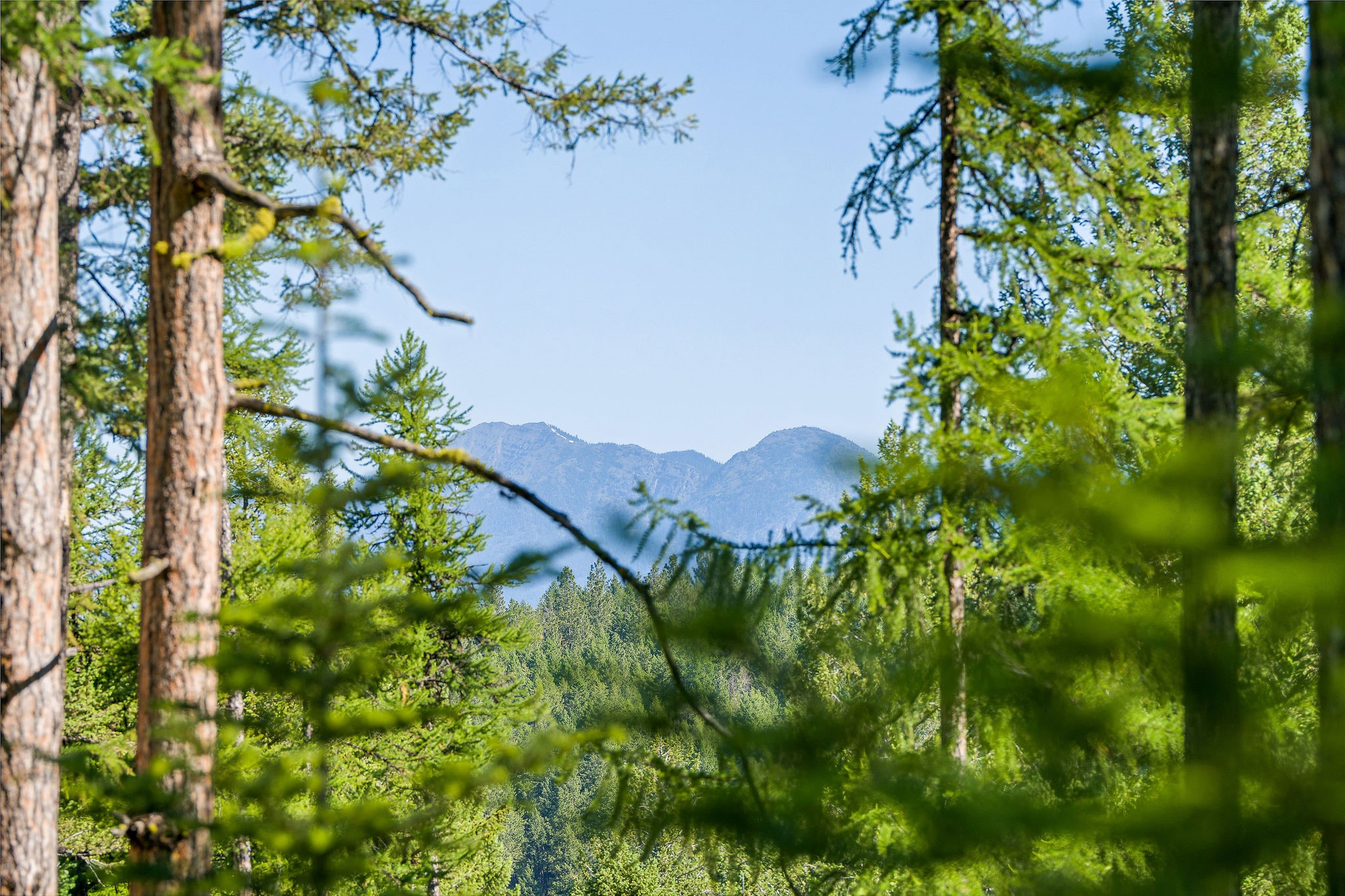 385 Saddlehorn Trail