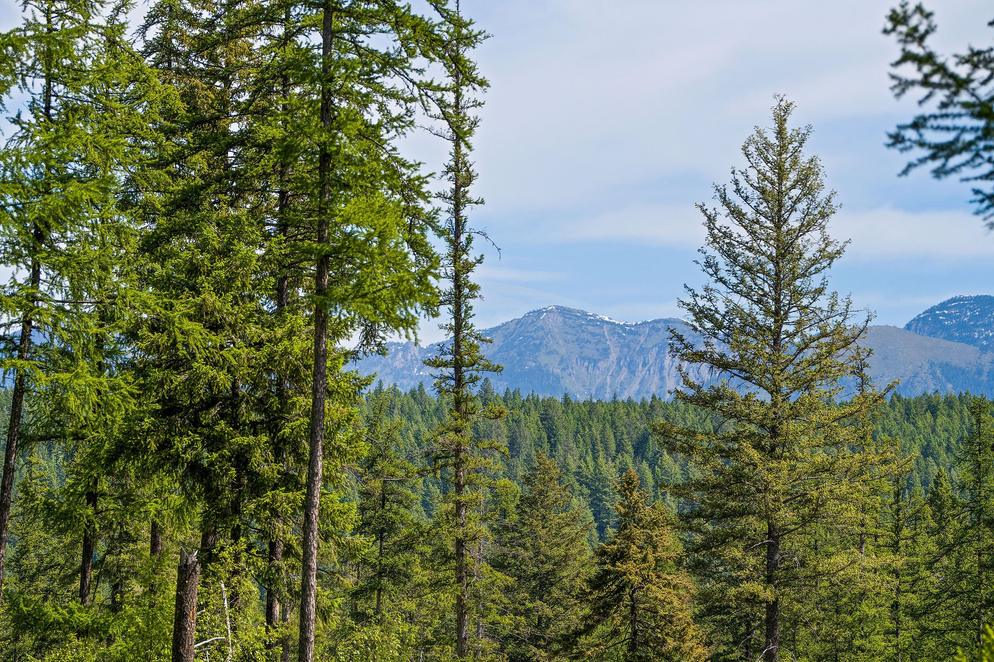 429 Chief Cliff Trail