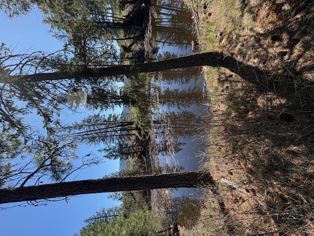 NKN W Fork Combest Creek Road