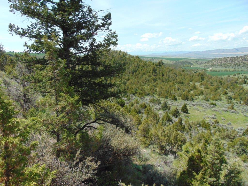 TBD Lone Wolf Trail