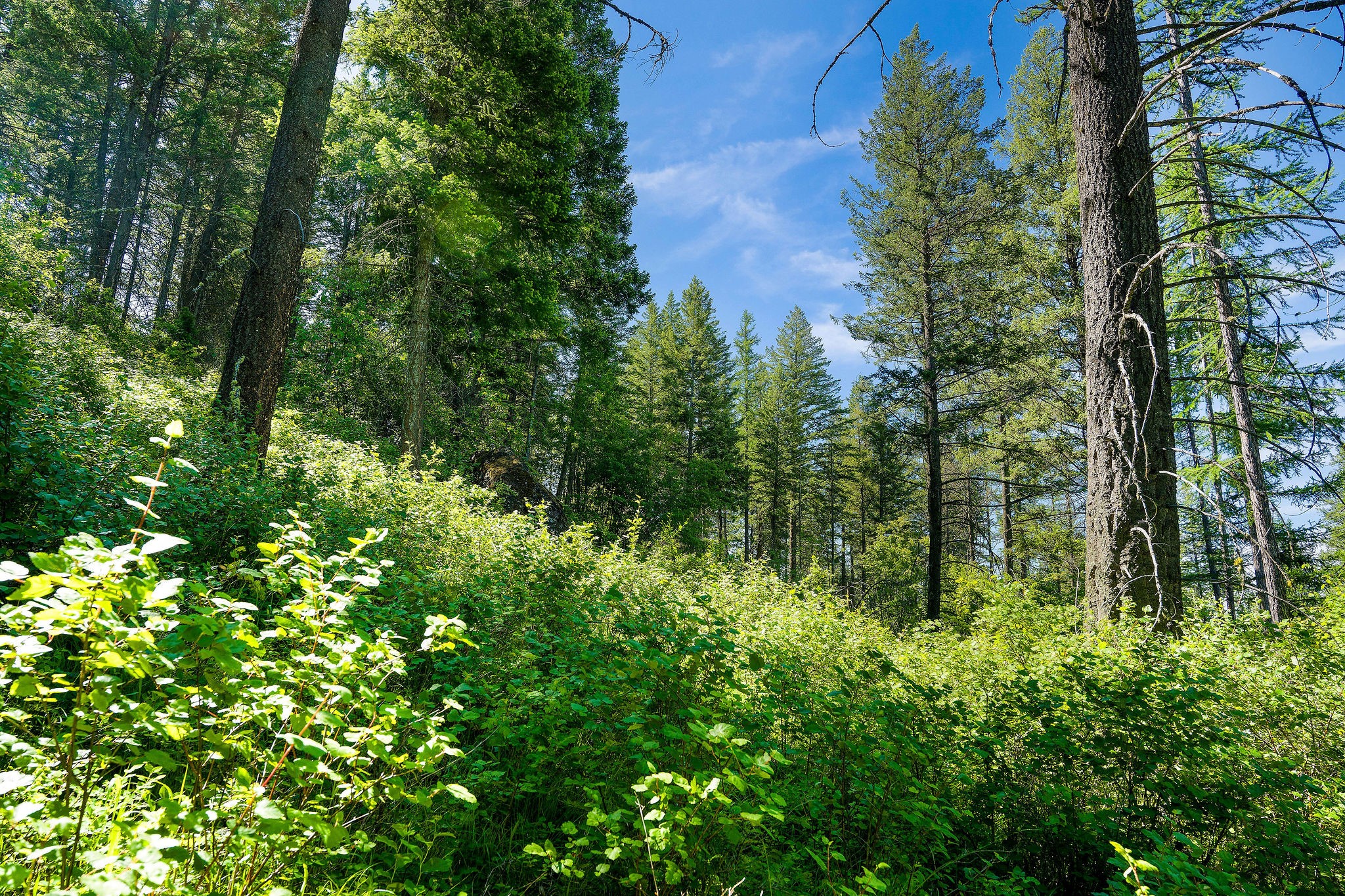 643 Saddlehorn Trail