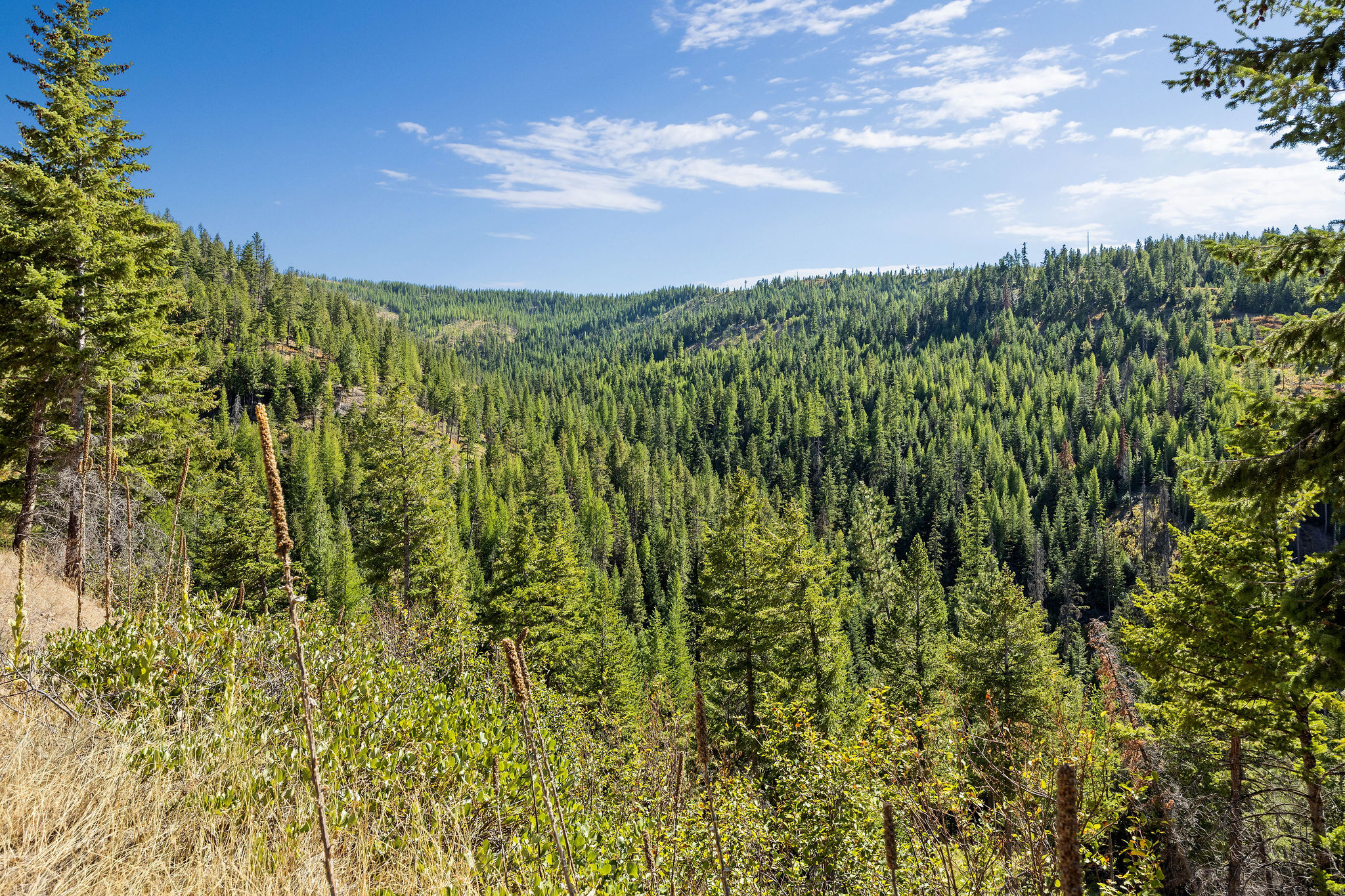 Nhn McGinnis Meadows - Bayhorse Road Section 7