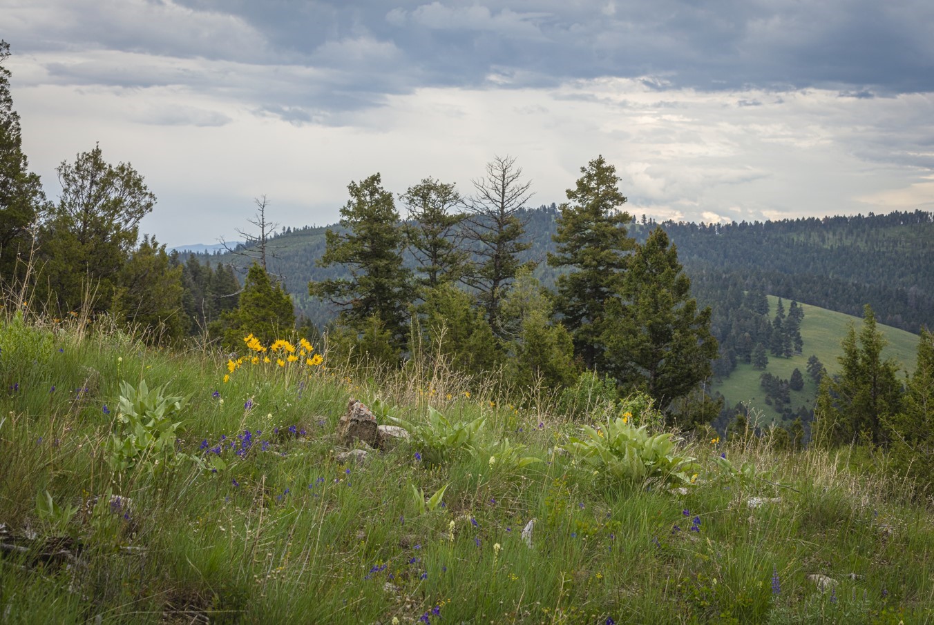 10 & 11 Bull Elk
