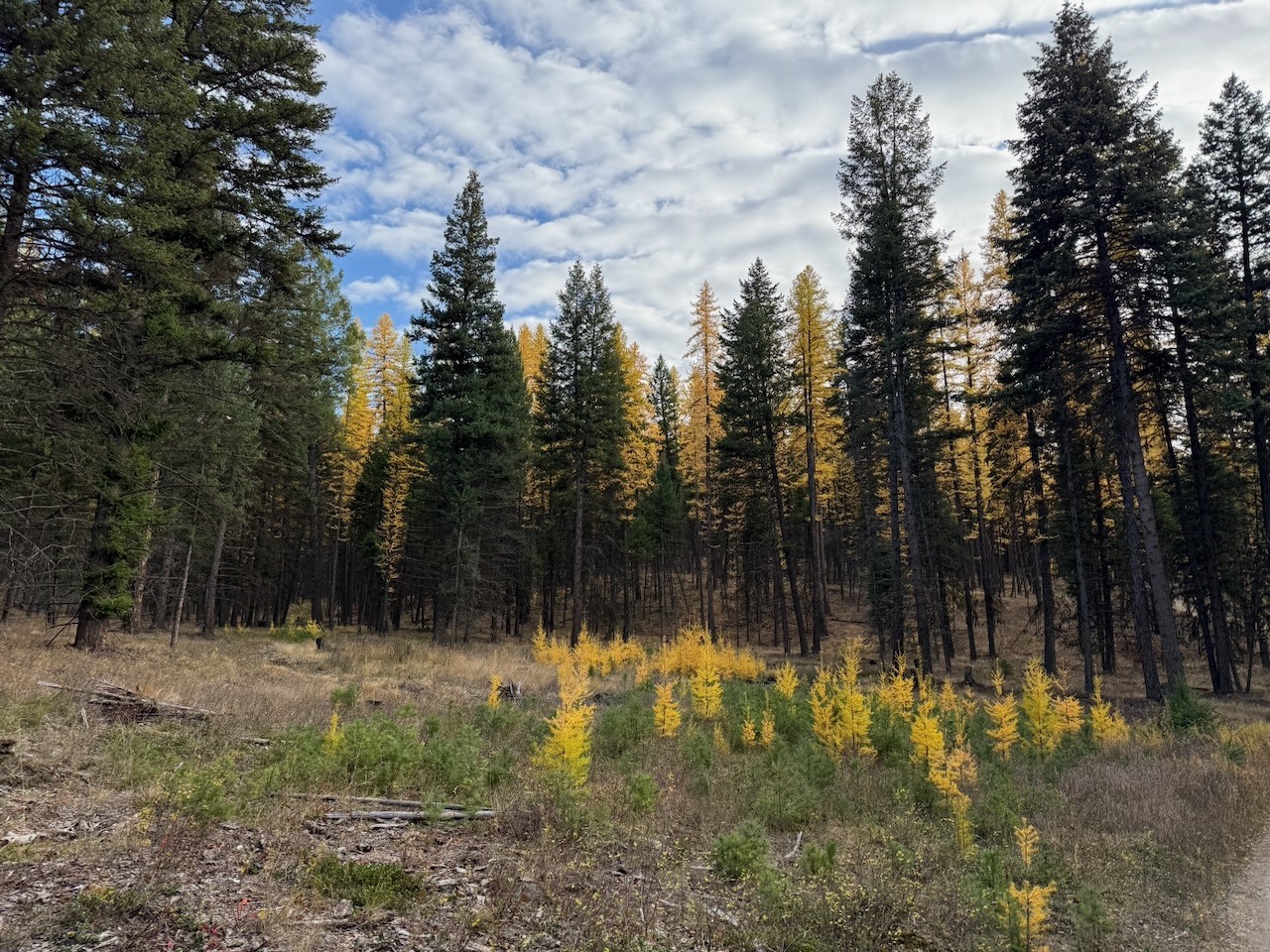 nhn Meadow Creek Road