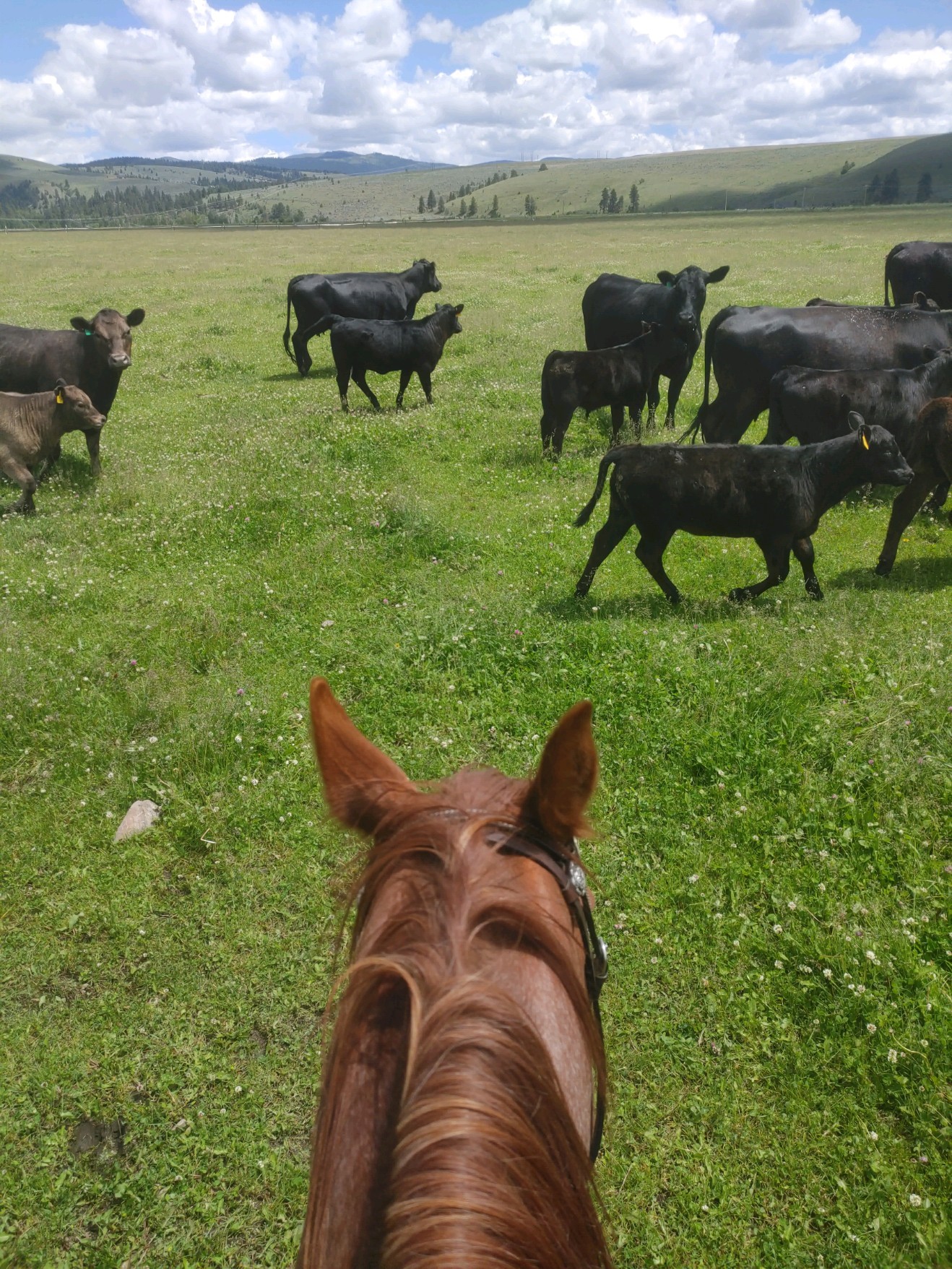 NHN Farm View Lane