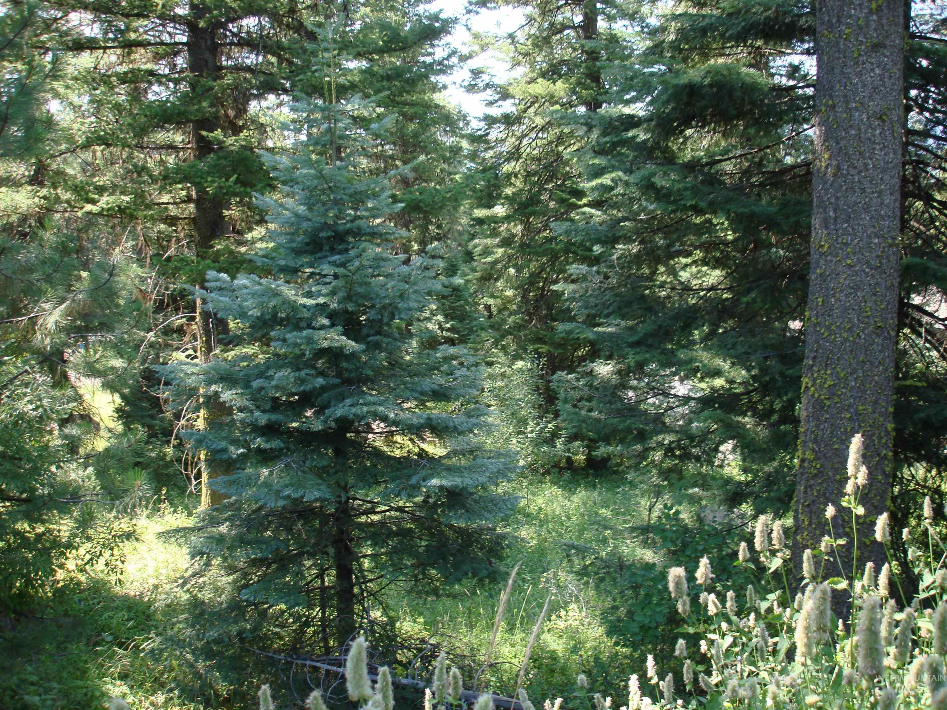 Lot 68 Aspen Ridge Lane, McCall ID 83638