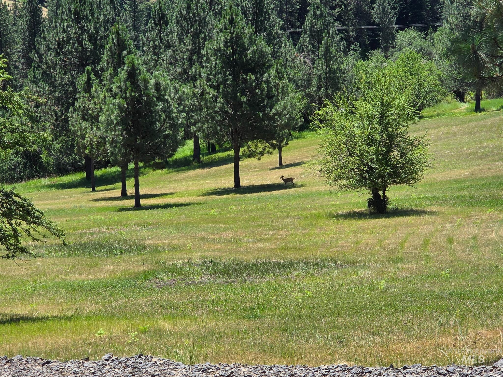 TBD Wild Plum Lane, Kooskia ID 83539