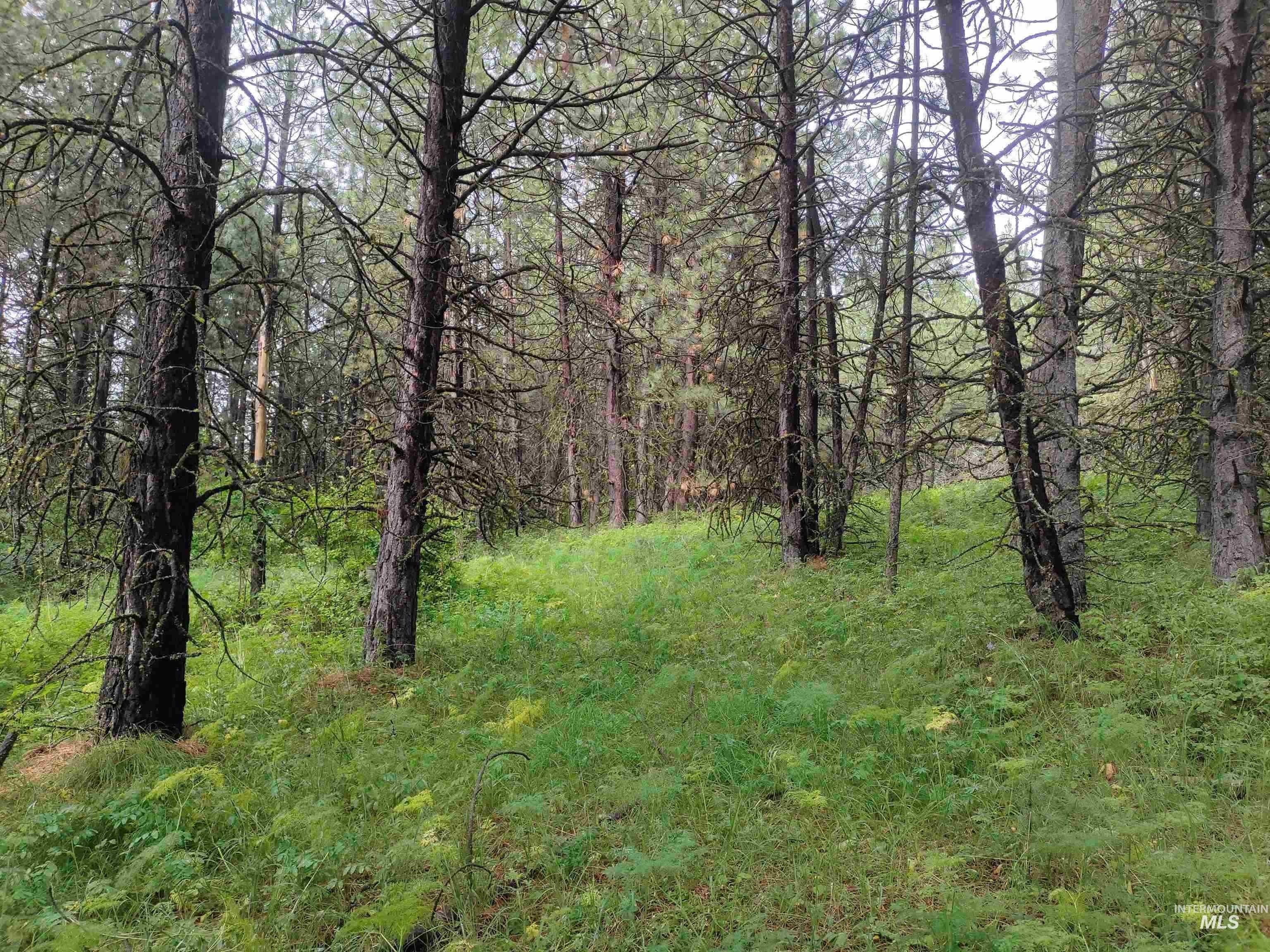 TBD 5ac Jackpine Rd, CottonWood ID 83522
