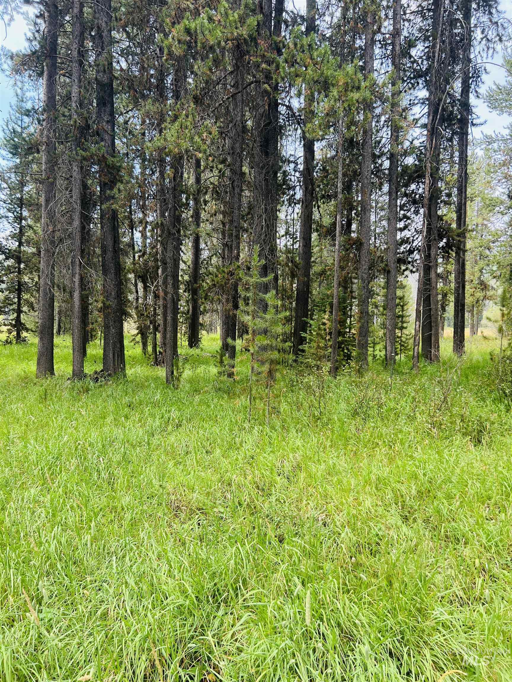 Lots 9&10 Warren Wagon Road, Secesh ID 83547
