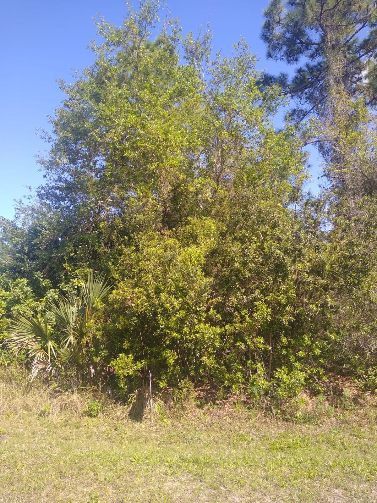 306 MCDILL DRIVE