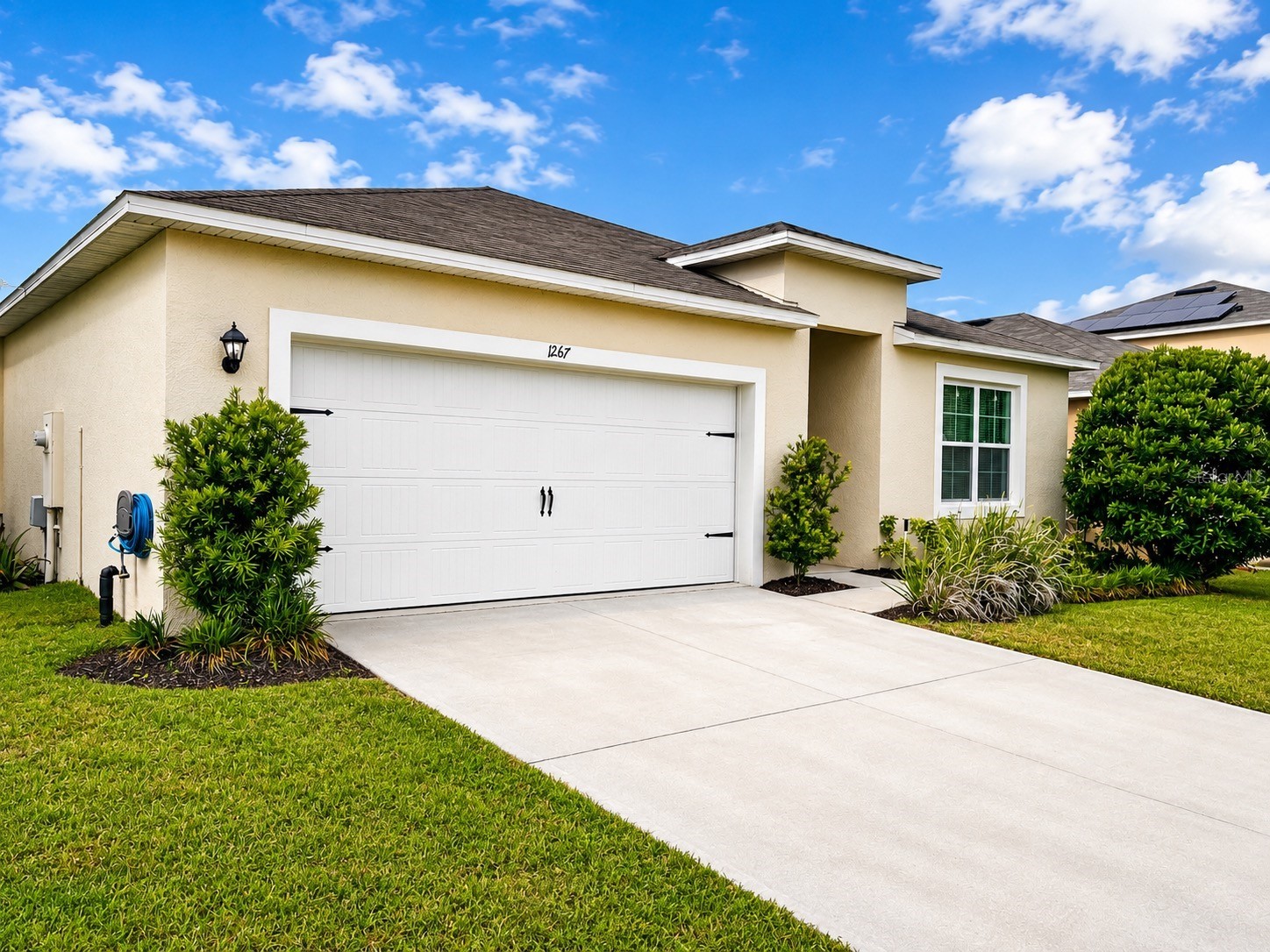 1267 IGUANA LOOP