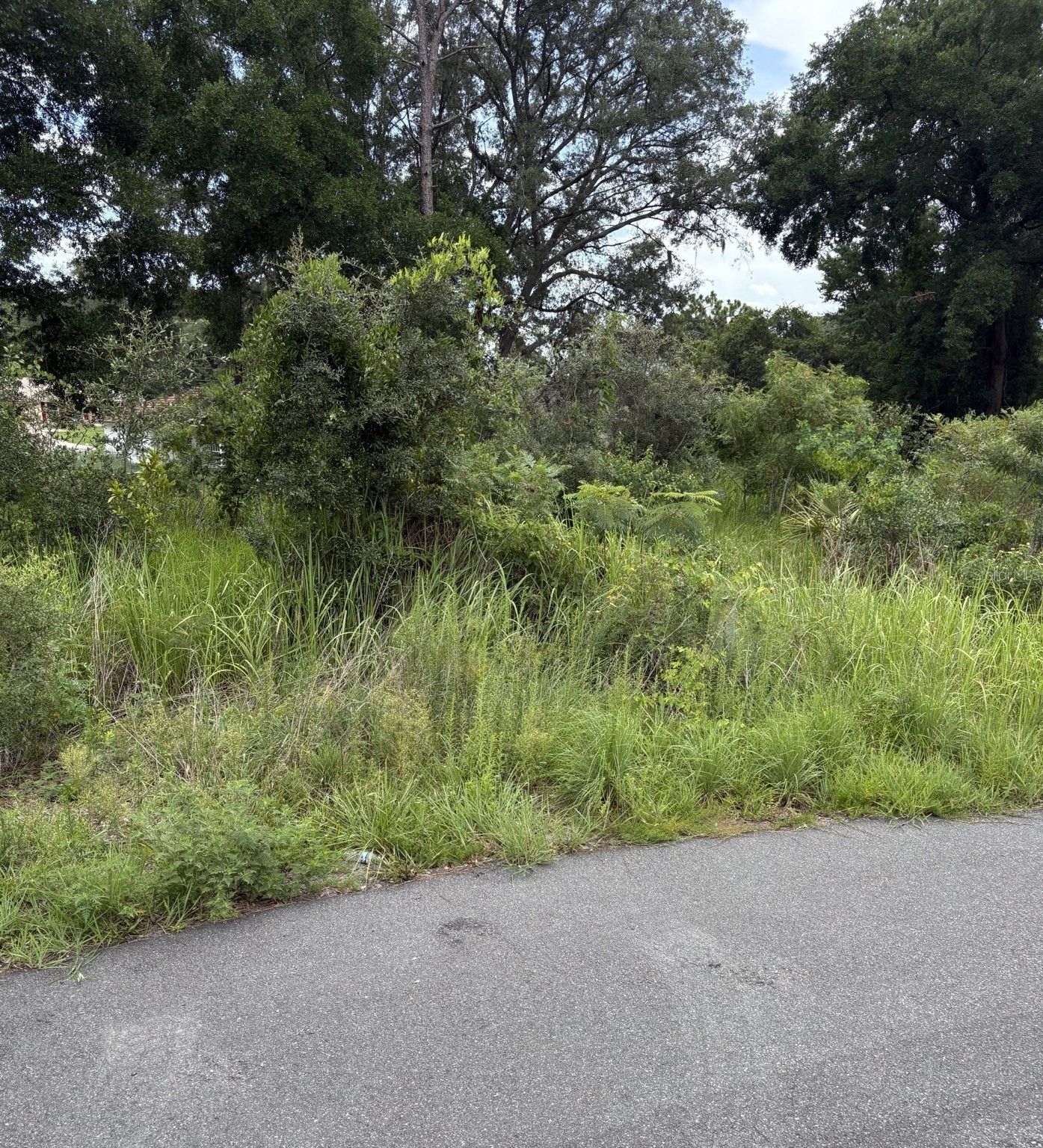 OAK PASS RUN Lot 10