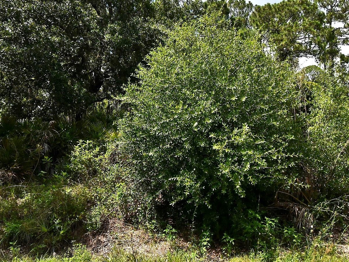 Lot 16 RENTSCHER AVENUE