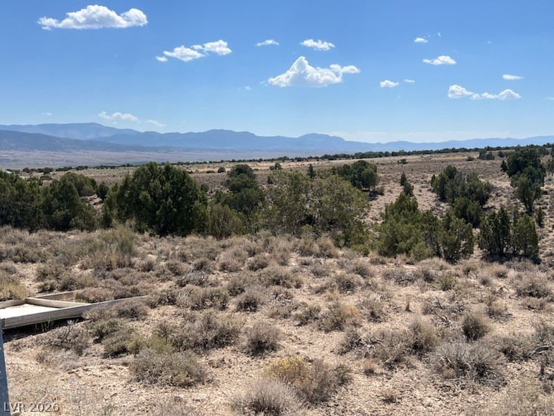 Pinyon Pine