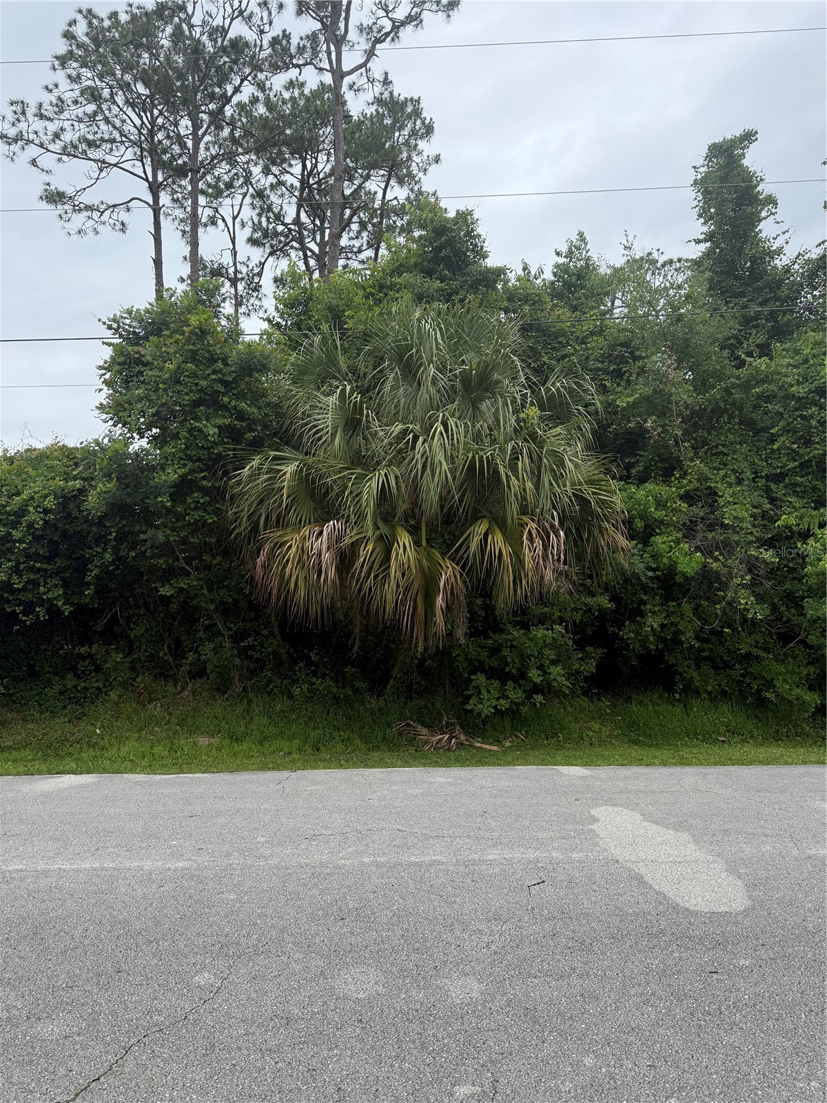 38 SQUASH BLOSSOM TRAIL
