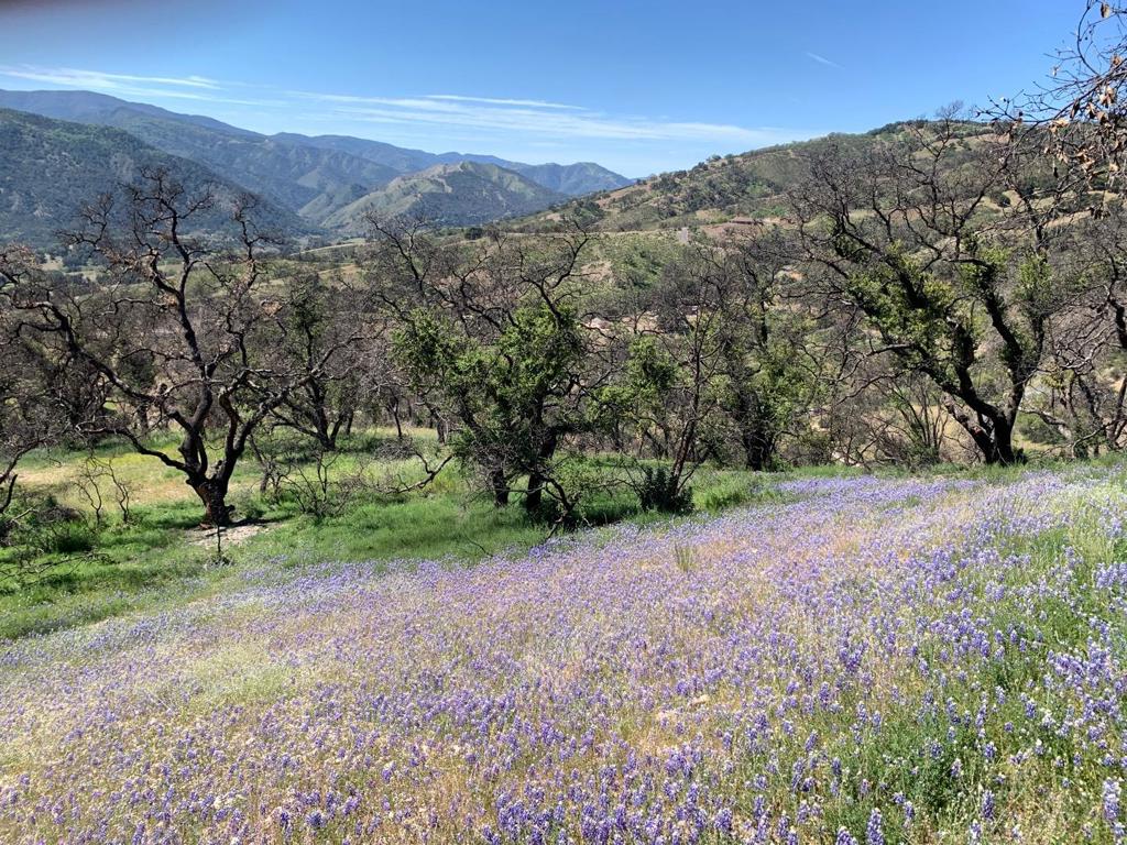 0 Cachagua