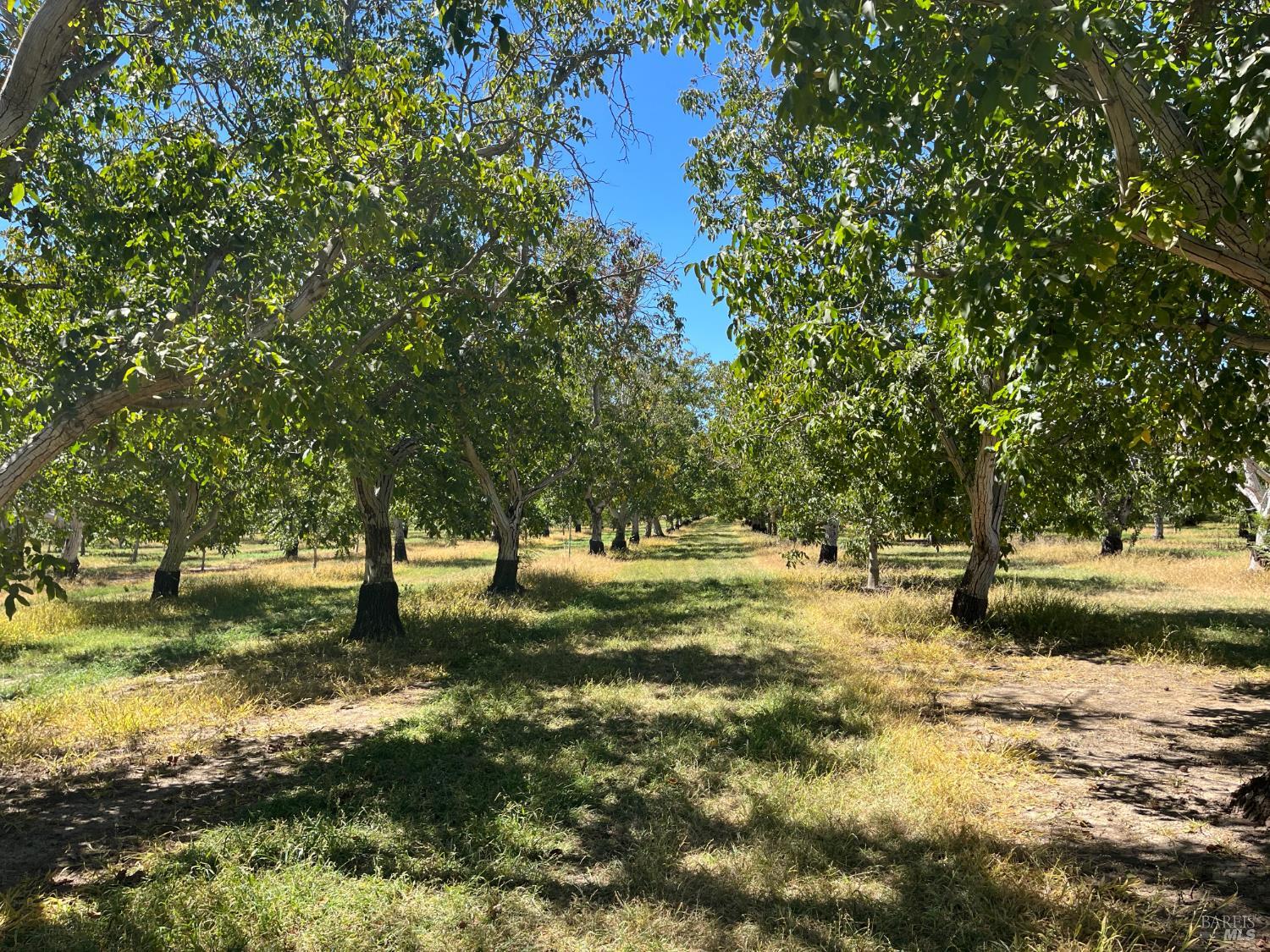 9029 Gaddini Rd, Winters, CA 95694